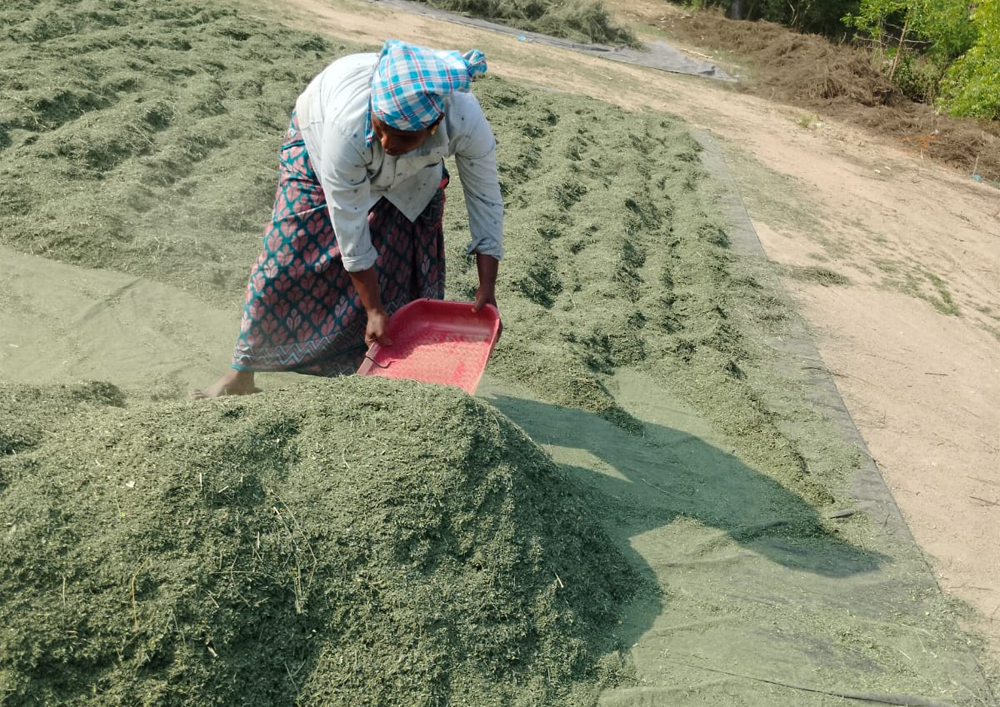 Indigo Leaves Powder Manufacturers in India